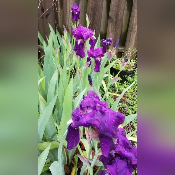 5 for 15$ Bearded Iris Rhizomes - Purple - Picture 13 of 14